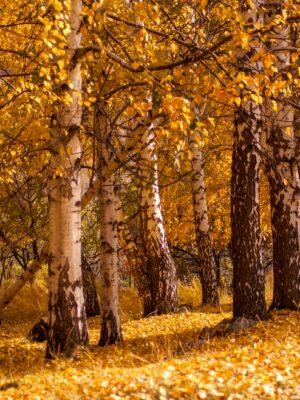 a forest of trees with yellow leaves