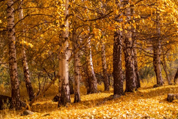 a forest of trees with yellow leaves